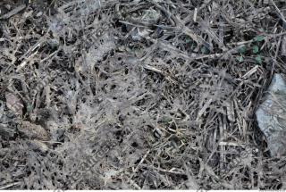 Photo Texture of Grass Dead 0004